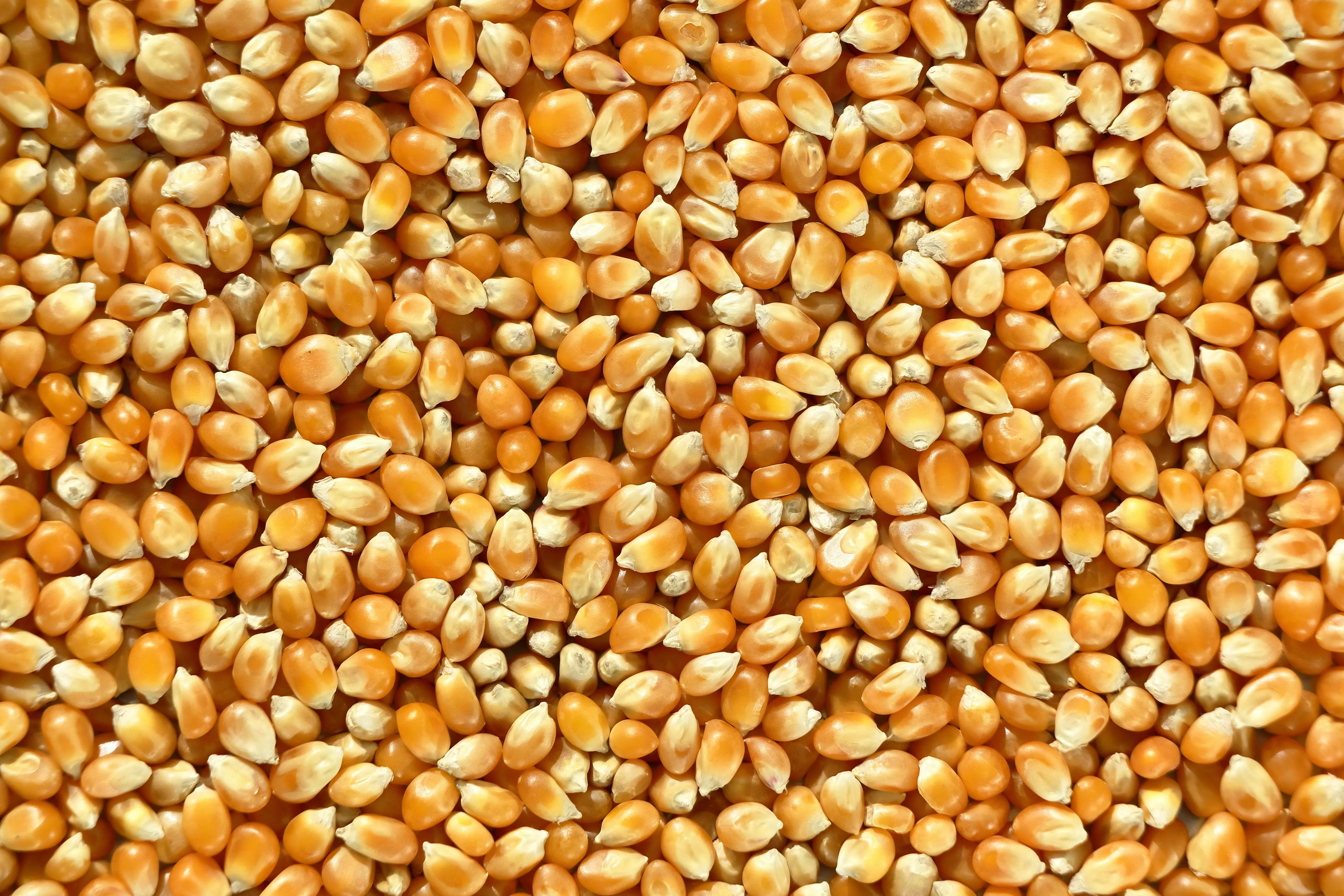 Milho no Paraná combina alta produtividade com prejuízo ao produtor, aponta boletim da SRP
