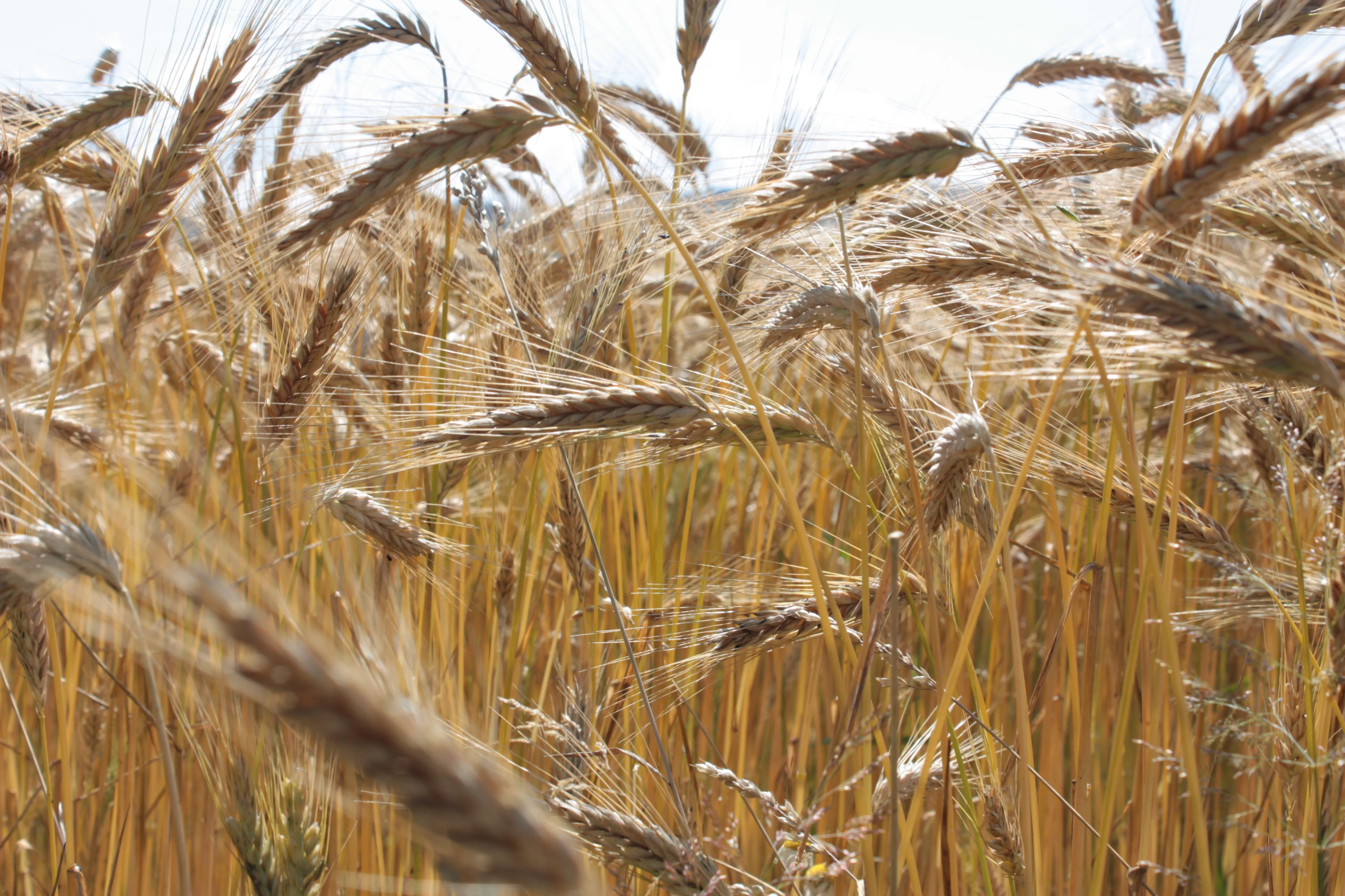 Paraná perde 35% da área de trigo em dois anos, mas mantém produção e acelera transformação da agricultura de inverno